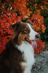 Portrait of red tricolor Australian Shepherd dog with red and orange autumn leaves background in...