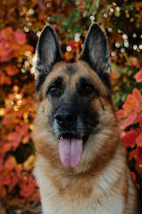 Outdoor portrait of happy German Shepherd dog with colorful autumn foliage in background in forest. Pet outdoor portrait in fall season