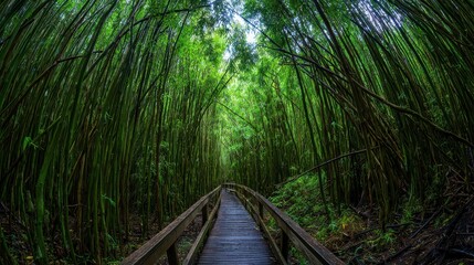 Obraz premium A winding wooden boardwalk pathway through a dense vibrant green bamboo forest canopy