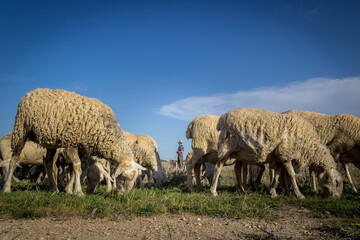 Oveja de Raza Manchega de Castilla la Mancha