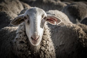 Oveja de Raza Manchega de Castilla la Mancha