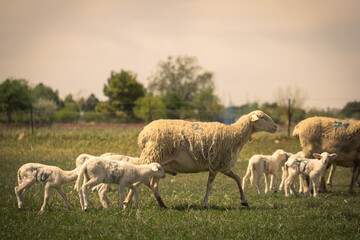 Oveja de Raza Manchega de Castilla la Mancha