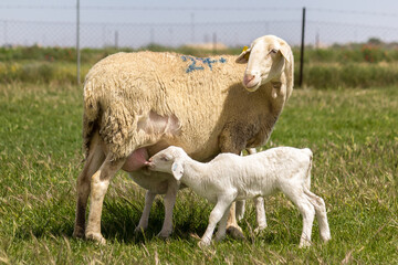 Obraz premium Oveja de Raza Manchega de Castilla la Mancha