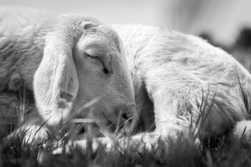 Oveja de Raza Manchega de Castilla la Mancha