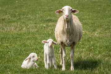 Oveja de Raza Manchega de Castilla la Mancha