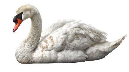 Realistic swan isolated on a white background. Designed for PNG format