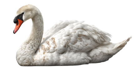Realistic swan isolated on a white background. Designed for PNG format