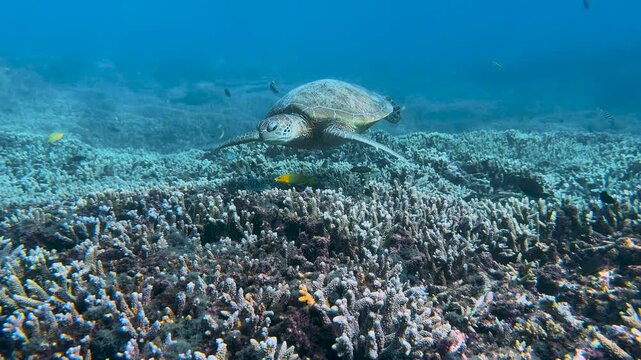 A beautifully patterned Green Sea Turtle hovering over multicoloured coral the in crystal clear blue waters of a tropical reef lagoon on the Great Barrier Reef, QLD Australia.	