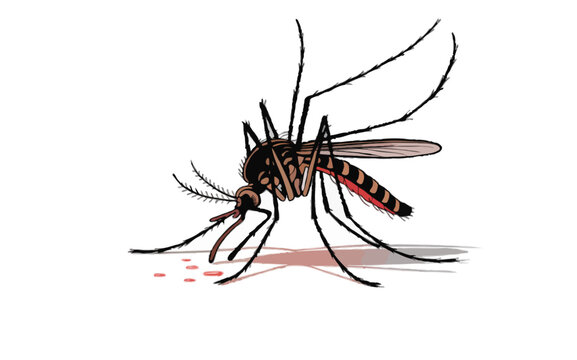 mosquito sucking blood isolated on transparent background 
