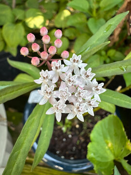Close-up of Aquatic Milkweed in Bloom with Buds in Background