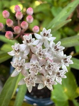 Close-up of Aquatic Milkweed in Bloom with Buds in Background