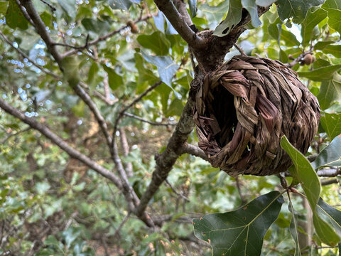Small Bird House in Blackjack Oak Tree
