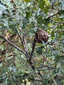 Small Bird House in Blackjack Oak Tree