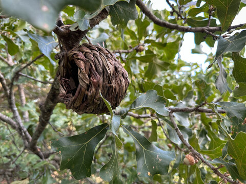 Small Bird House in Blackjack Oak Tree