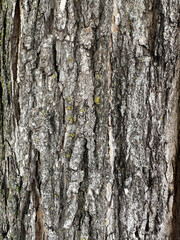 Close-Up of Tree Bark with Lichen