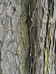 Close-Up of Tree Bark with Lichen