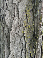 Close-Up of Tree Bark with Lichen