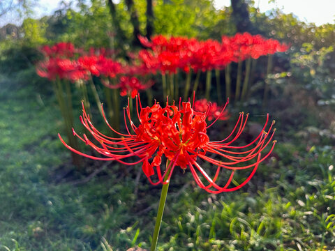 Single Red Surprise Lily in Foreground with Cluster of Red Surprise Lilies in Blurred Background. Lycoris radiata