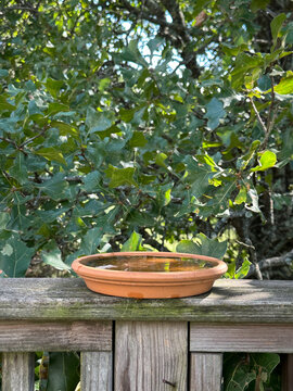 Terracotta Plant Saucer as Bird Bath on Old Deck Railing with Oak Tree in the Background