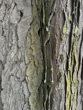 Close-Up of Tree Bark with Lichen
