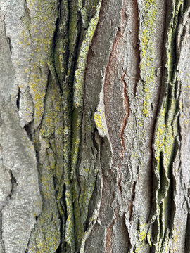 Close-Up of Tree Bark with Lichen