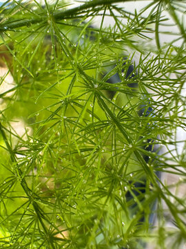 Close-Up Macro of Asparagus Fern with Water Droplets