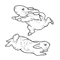 Peter Rabbit, set of illustrations in line art style, doodle, characters.
