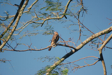 hawk on a tree