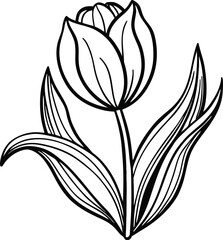 A beautiful early blooming tulip with smooth delicate petals and a slender green stem isolated on white background isolated on transparent background