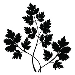 Silhouette drawing illustrates a fresh sprig of parsley with intricate leaves and curving stems