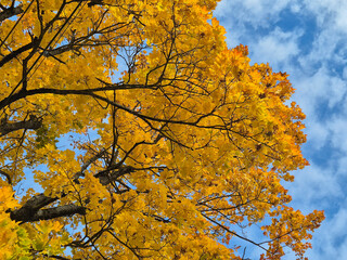 Vibrant yellow autumn Maple tree canopy against a blue sky