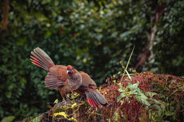 Wild bird on a fence (Ortalis guttata)