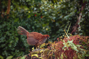 Wild bird on a fence (Ortalis guttata)
