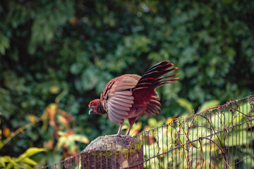 Wild bird on a fence (Ortalis guttata)
