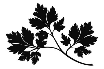 Silhouette of parsley sprig shows detail on a white background for culinary design