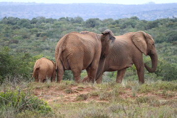 Fototapeta premium Baby elefant in a group of elefants with baby in addo elefant park in south africa. In spring