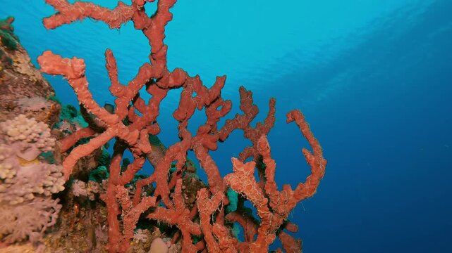 Close up of Bright Red Sponges on coral reef in evening light on turquoise water background, Slow motion, Camera zooms in on Toxic Finger-Sponge, Negombata magnifica 