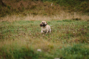 Labrador Retriever brings a duck on a hunt. Hunting dog, Training, training, upbringing. Working Retriever in action