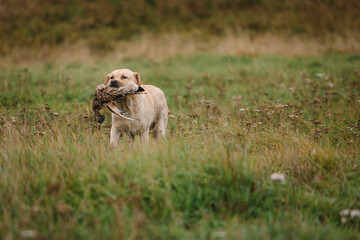 Obraz premium Retriever brings a duck on a hunt. Hunting dog, Training, training, upbringing. Working Retriever in action
