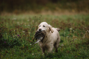 Golden Retriever, working dog, duck hunting