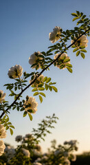Delicate rose blossoms bloom on a slender branch against the sky.