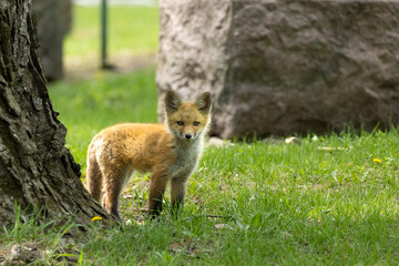 baby fox standing by tree trunk 