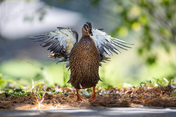 backlit hen mallard flapping wings to dry off
