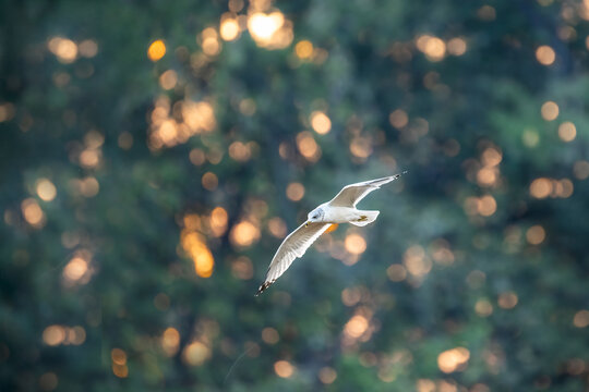gull flying with backlit setting sun peeking through trees