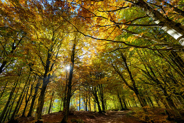 foresta autunno