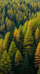 Obraz premium Dense evergreen forest with vibrant green and yellow foliage on a sunny day.