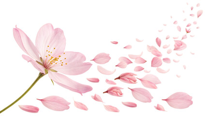 Beautiful floral overlay with flying pink petals cut out on PNG. AI GENERATED.