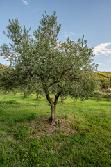 Spectacular photos of olive trees