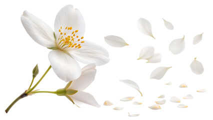 Obraz premium Flying flower of jasmine falling in the air cut out on PNG. AI GENERATED.
