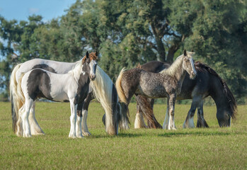 small herd of adult and baby animal Gypsy Vanner Horse mares and foals in grass field